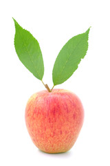 Rockit apple, A Hawke's Bay new Zealand apple, one of the best apple of New Zealand