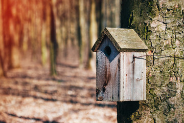bird house hanging on a tree in the forest, handmade