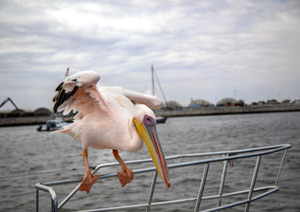 A pelican is balancing on a railing on a boat at Walfis Bay in western Namibia