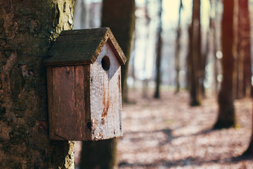 old bird house hanging on a tree in the spring forest, manual