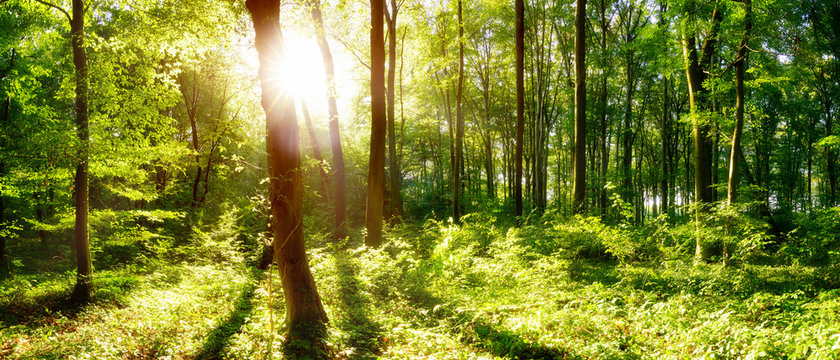 Bright sun illuminates a clearing in the forest