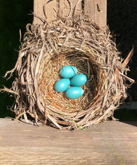 bird eggs in a nest