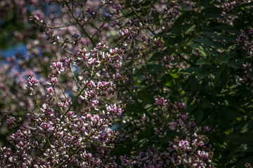 Pink flowers perfectly combine with green leaves in this tree