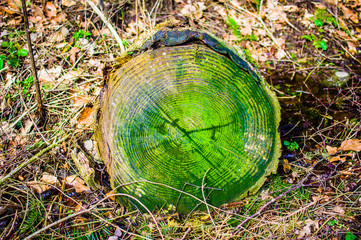Stamm und Zweig eines Baumes in einem deutschen Wald