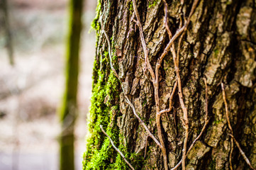 Stamm und Zweig eines Baumes in einem deutschen Wald