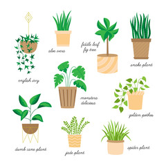 Cute home plants vector illustration set. Hand drawn indoor plants, easy to keep alive, collection. Isolated.