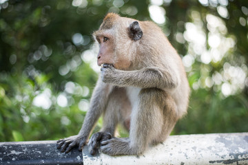 Mono comiendo en la carretera que va a Freedom Beach en la isla de Koh Phangan (Tailandia)