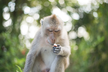 Mono mirando su comida en la carretera que va a Freedom Beach en la isla de Koh Phangan (Tailandia)