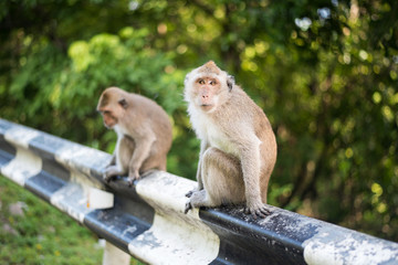 Fototapeta na wymiar Monos en la carretera que va a Freedom Beach en la isla de Koh Phangan (Tailandia)