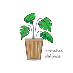Fototapeta na wymiar Monstera deliciosa, swiss cheese plant vector illustration graphic. Hand drawn cute outlined indoor plant in pot. Isolated.