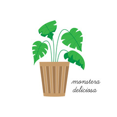Monstera deliciosa, swiss cheese plant vector illustration graphic. Hand drawn cute indoor plant in pot. Isolated.