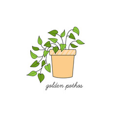 Pothos plant vector illustration graphic. Hand drawn cute outlined golden pothos indoor plant in pot. Isolated.