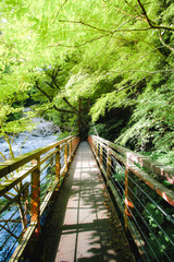 Obraz premium bridge in forest