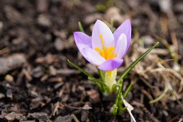 Light purple and white crocus flower with bright orange center.