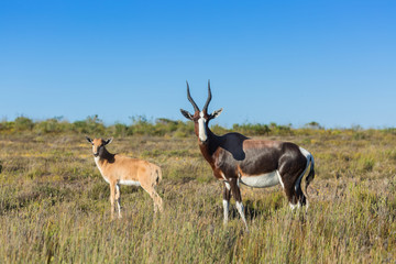 Naklejka na ściany i meble Gazelle in de Hoop nature reserve