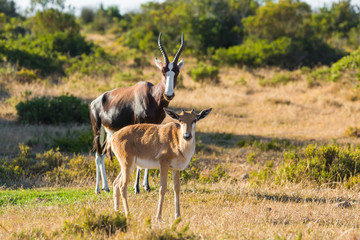 Gazelle in de Hoop nature reserve