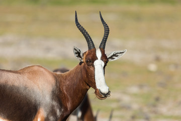 Gazelle in de Hoop nature reserve