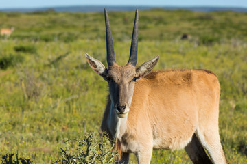 eland antelope in de hoop nature reserve