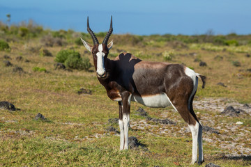 Gazelle in de Hoop nature reserve