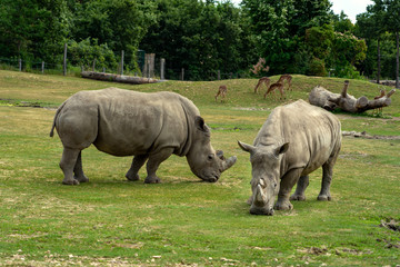 Naklejka premium Black rhinoceros in the zoo in Veszprem Hungary