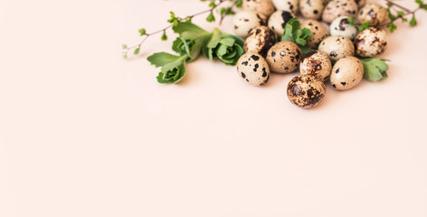 Overquail eggs with young sprigs of green plants on a light background.