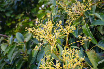 Cultivaion of healthy avocado fruits on La Palma island, Canary islands in Spain, blossom of young avocado trees growing on plantations in mountains