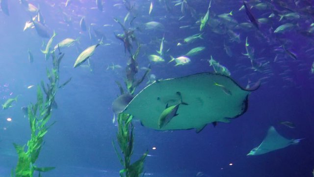 In the water tank of the huge aquarium, small fish, giant stingrays, and sharks swim freely