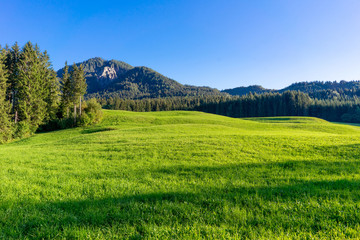 Obraz premium grass sunset
