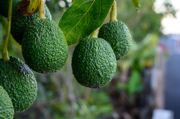 New harvest on avocado trees plantations on La Palma island, Canary islands, Spain
