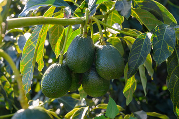 New harvest on avocado trees plantations on La Palma island, Canary islands, Spain