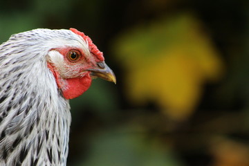 Portrait of a Rooster