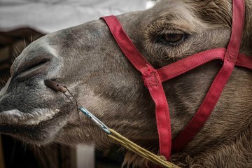  Close-up portrait of a camel. Animal profile. Camel ride, work, carrier, captive