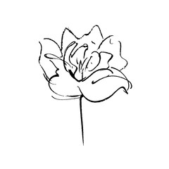 Fototapeta na wymiar vector illustration of peony flower