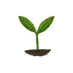 young green plant in soil