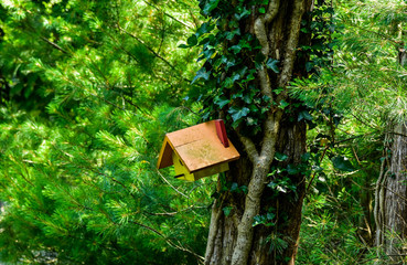 bird house in forest