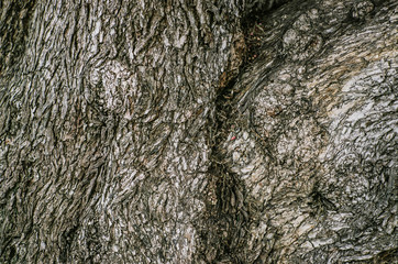 tree bark texture