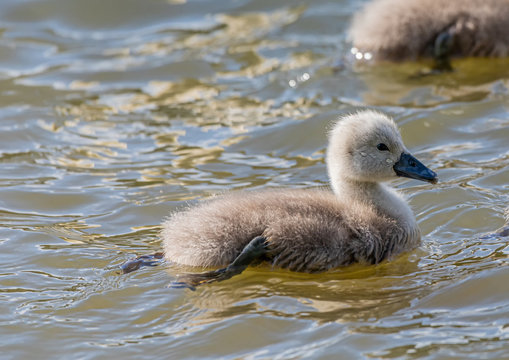 One week old mute swan baby swimming on a small pond in southern Germany