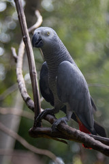  Gray Jaco parrot with red tail. Bird, smart, nature, tropics, exotica, zoo