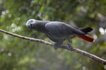 Very cute and funny parrot of the breed Jaco gray with a red tail. Bird, smart, nature, tropics, exotica, zoo, watching © Vitaliy Mytnik