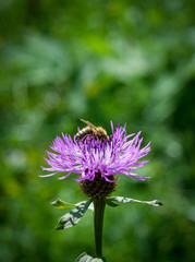 Small bee on violet cornflower meadow
