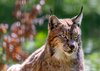 An European Lynx standing in a forrest in southern Germany