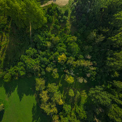 Obraz premium trees from above