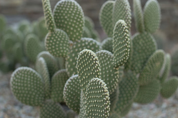 Cactus with white spots