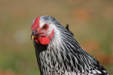 Chicken Portrait