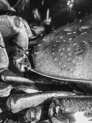 Crabs in the fish restaurant. Black and white photo with little bit of grain.