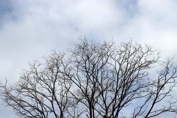 Forest in a winter day