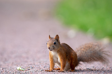 Portrait photography of a happy smiling squirrel that sits on a gravel road next to a lawn. Blurred bokeh background with place for text, lettering and copy space.