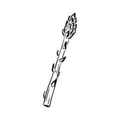 Hand drawn sketch of asparagus. Asparagus sprout isolated on a white background. Linear art of a dietary vegetable in cartoon style. Ink drawing. Vector illustration for menu, farmers markets, print.