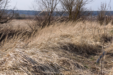 Fototapeta premium grass in the dunes