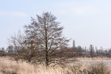 trees in fog